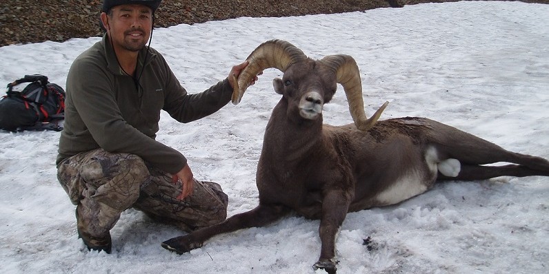 Охота на Камчатского снежного барана