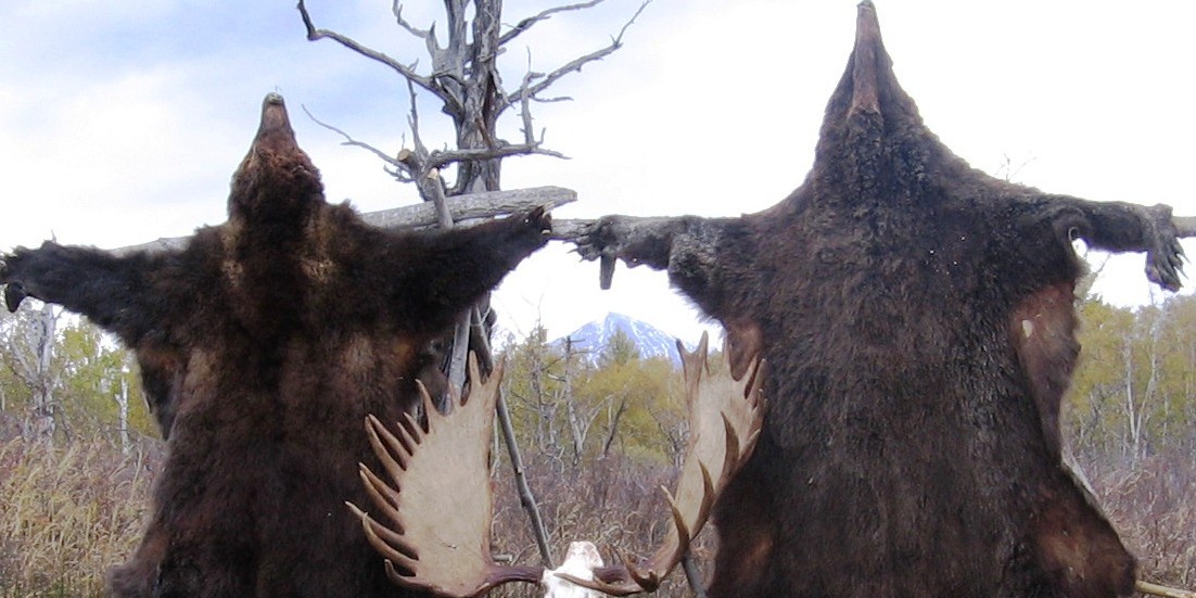 Охота на Чукотского лося и Камчатского бурого медведя на Камчатке