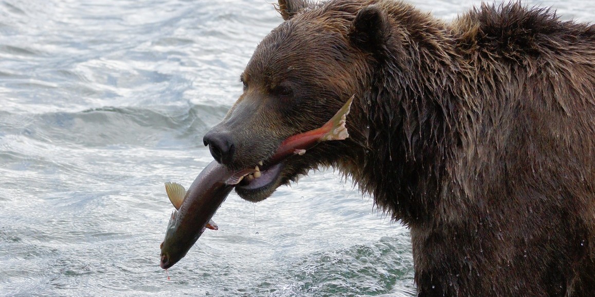Охота на Камчатского бурого медведя летом, осенью и зимой