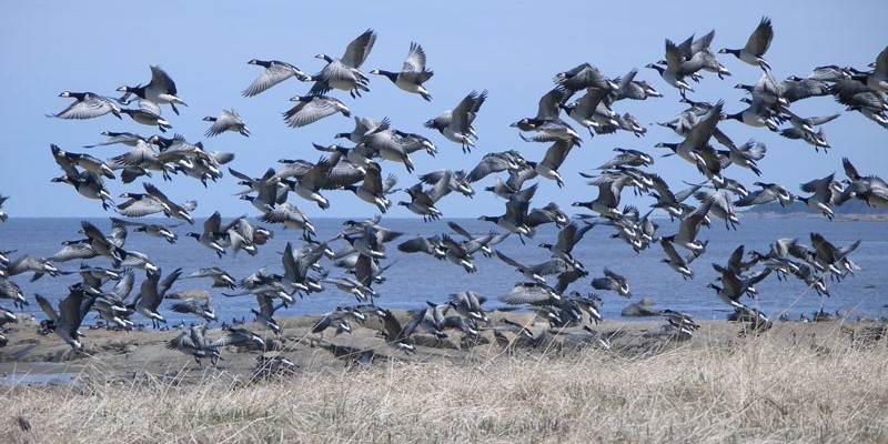 Весенняя охота на гуся
